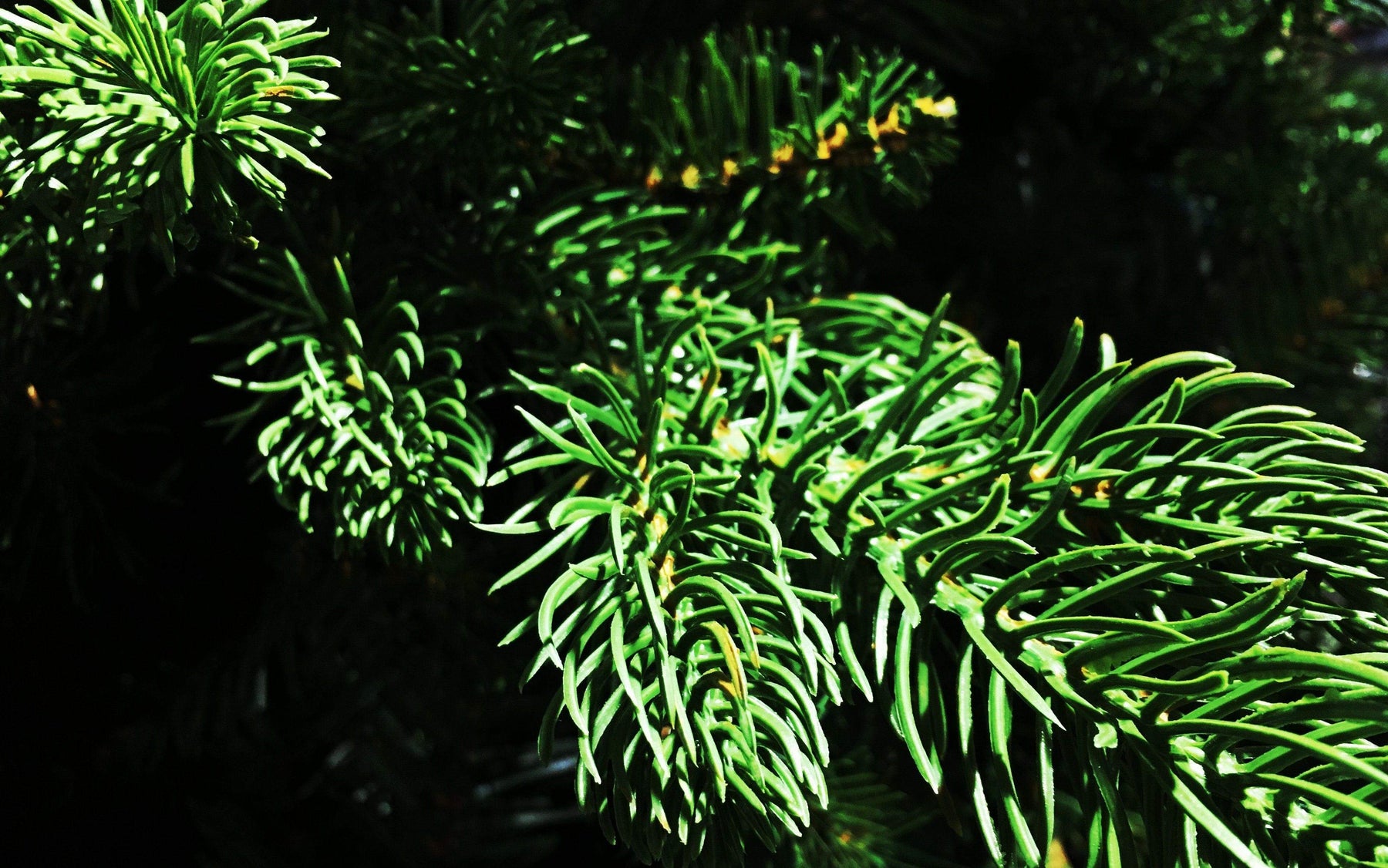 Christmas trees: the real deal or artificial?
