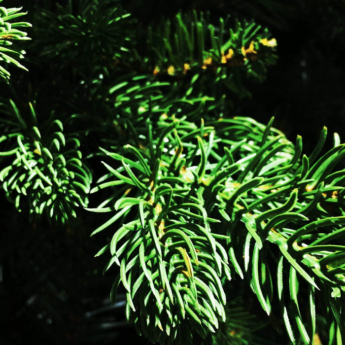 Christmas trees: the real deal or artificial?