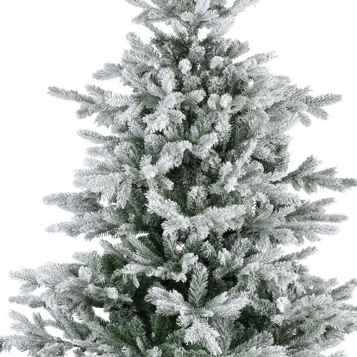 Everlands Snowy Grandis Fir 6ft