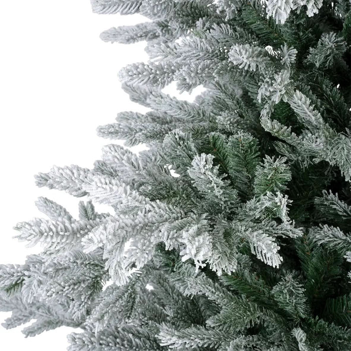 Everlands Snowy Grandis Fir 6ft