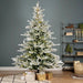 Everlands Snowy Grandis Fir - Pre-Lit 7ft (210cm)