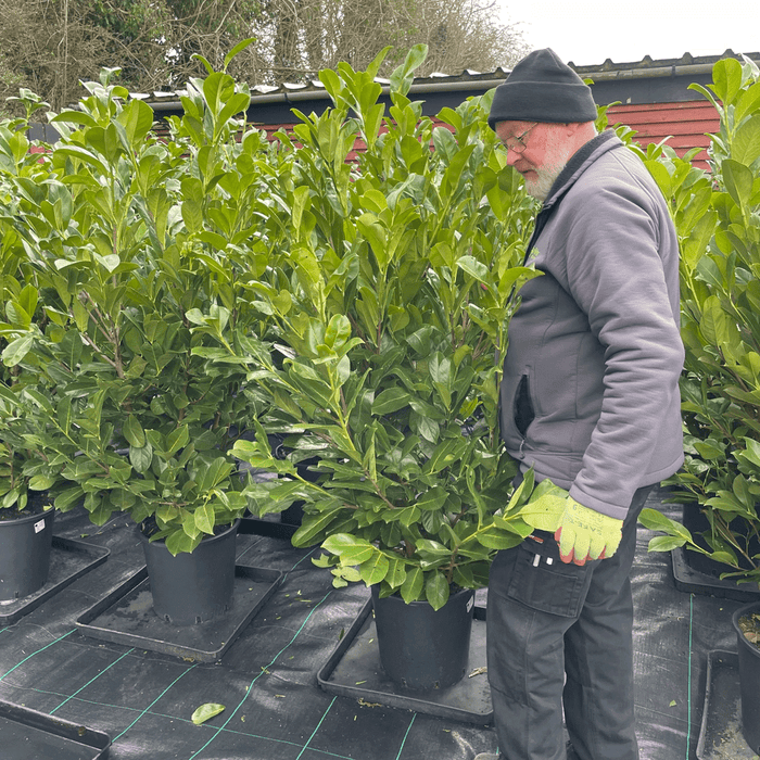 Premium Grade Cherry Laurel (130-150cm tall)