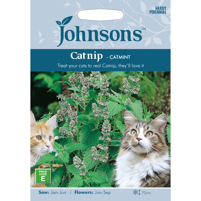 Flowers Catnip - Catmint