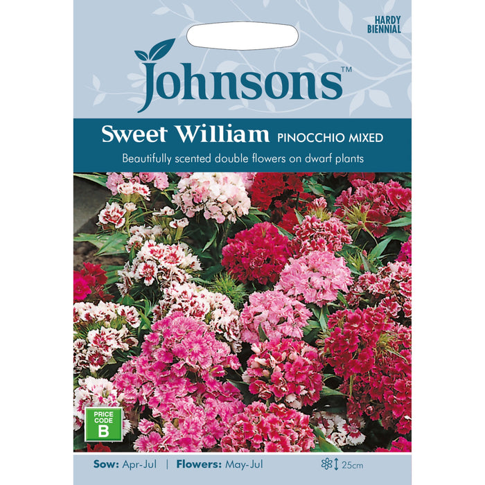 Flowers Sweet William Pinocchio Mixed