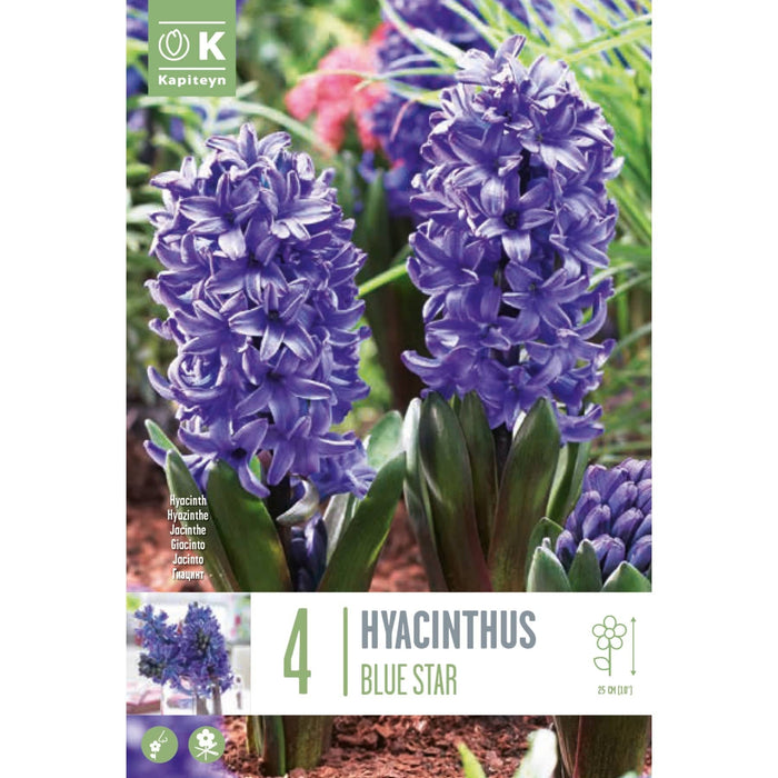 Hyacinth Blue Star Bag (4 Bulbs)