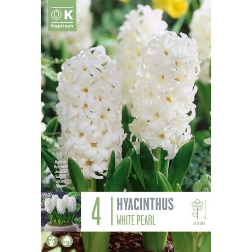  Hyacinthus White Pearl (x4 Bulbs)