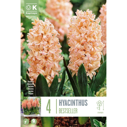  Hyacinthus Bestseller (x4 Bulbs)