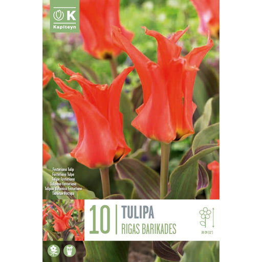  Tulip Rigas Barikadas (x10 Bulbs)