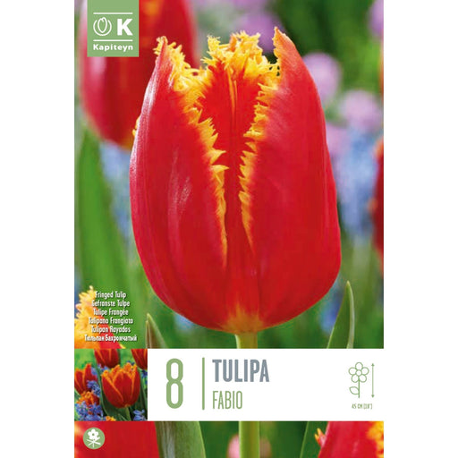  Tulip Fringed Fabio (x8 Bulbs)