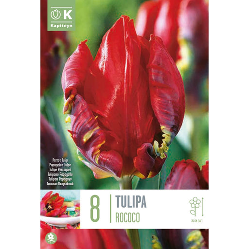  Tulip Parrot Rococo (x8 Bulbs)