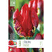  Tulip Parrot Rococo (x8 Bulbs)