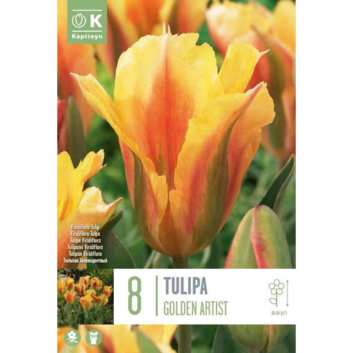  Tulip Viridiflora Golden Artist (x8 Bulbs)