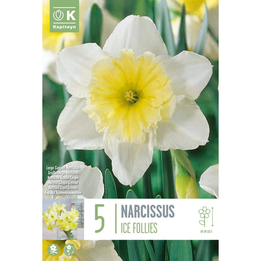  Narcissus Large Cupped Ice Follies (x5 Bulbs)