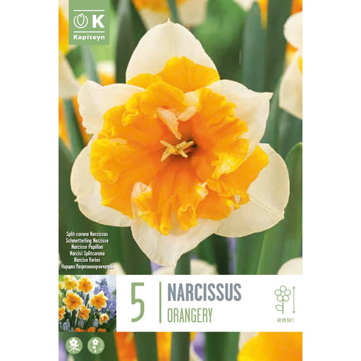  Narcissus Split-Corona Orangery (x5 Bulbs)
