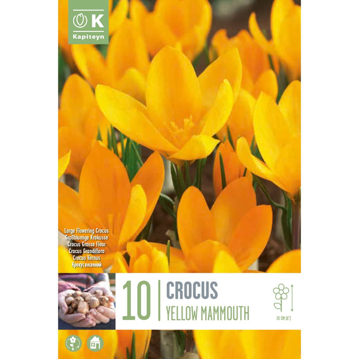 Crocus Large Flowering Yellow Mammouth Bag (10 Bulbs)