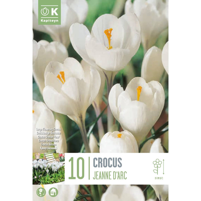 Crocus Large Flowering Jeanne D'arc Bag (10 Bulbs)
