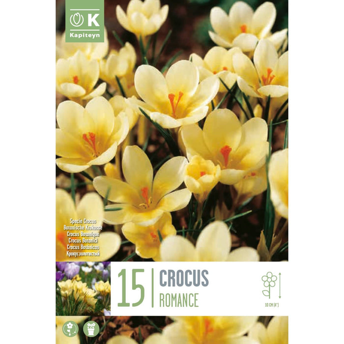 Crocus Specie Romance Bag (15 Bulbs)