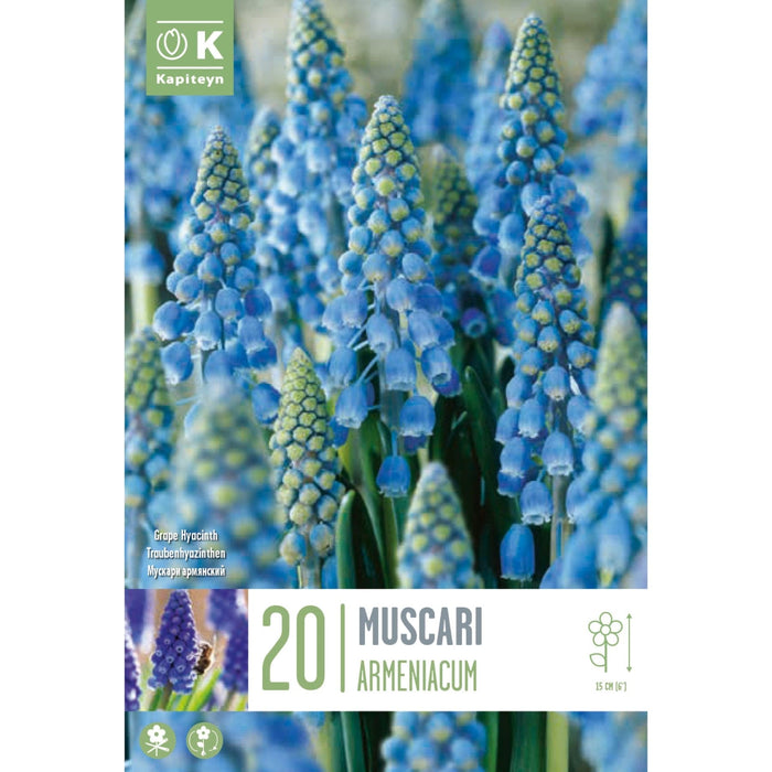  Grape Hyacinth Muscari Armeniacum (x20 Bulbs)