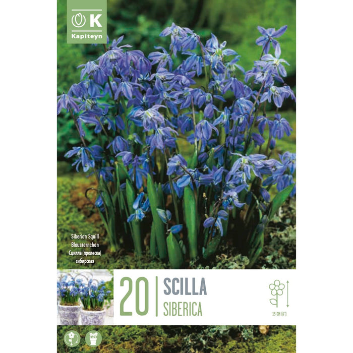  Scilla Siberica (x20 Bulbs)