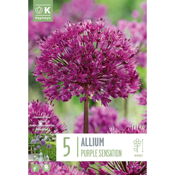 Allium Aflatunense Purple Sensation Bag (5 Bulbs)