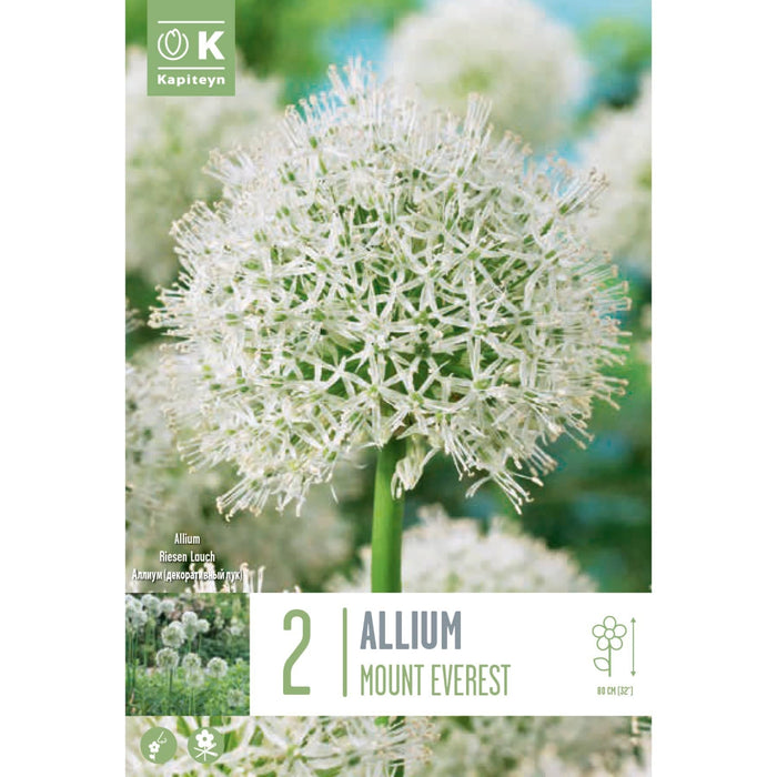 Allium Mount Everest Bag (2 Bulbs)