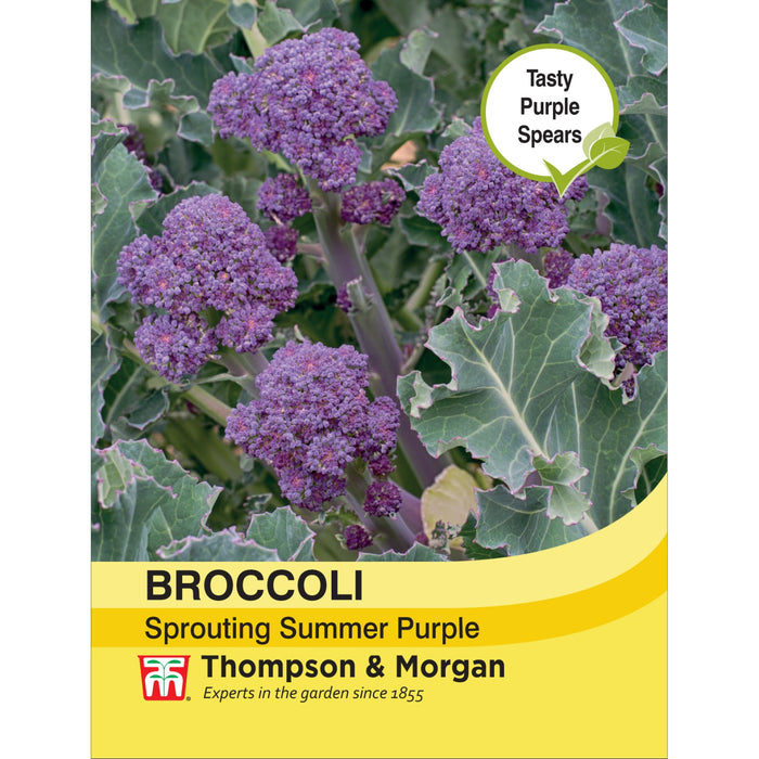 Broccoli Sprouting Summer Purple