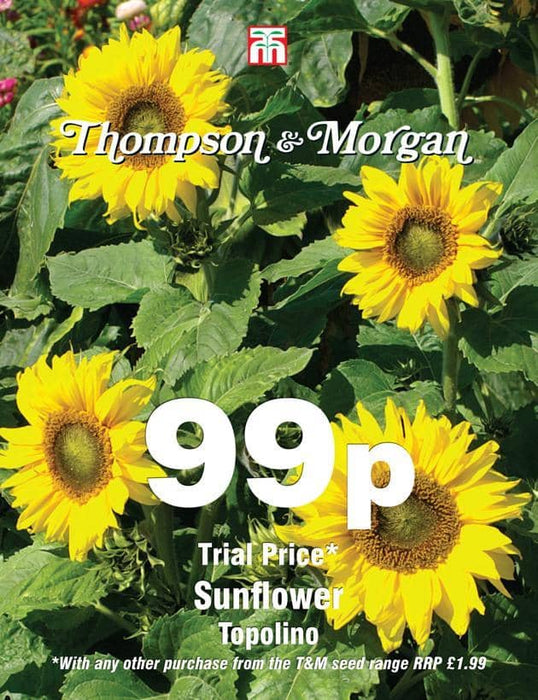 Thompson & Morgan (Uk) Ltd Gardening Sunflower Topolino