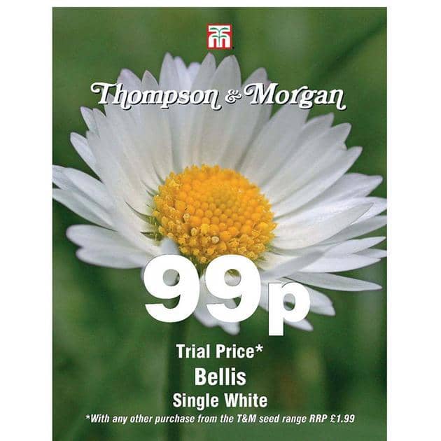 Thompson & Morgan (Uk) Ltd Gardening Bellis Single White