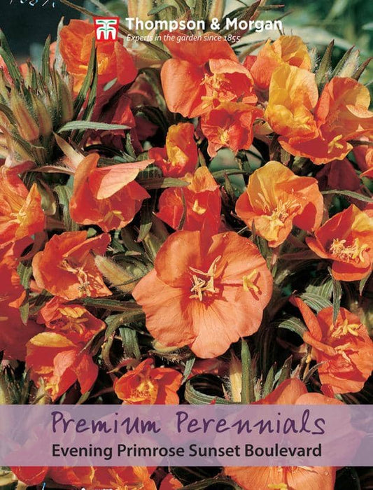 Thompson & Morgan (Uk) Ltd Gardening Evening Primrose Sunset Boulevard