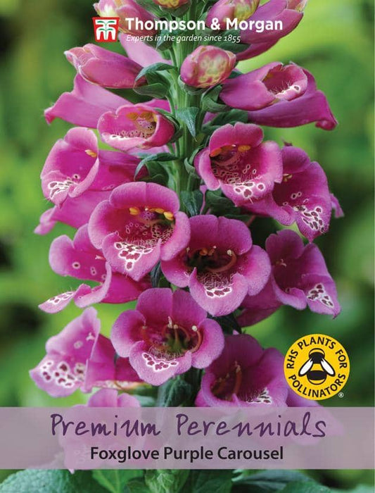 Thompson & Morgan (Uk) Ltd Gardening Foxglove Purple Carousel