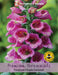 Thompson & Morgan (Uk) Ltd Gardening Foxglove Purple Carousel