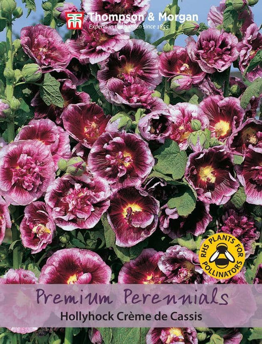 Thompson & Morgan (Uk) Ltd Gardening Hollyhock Crem de Cassis