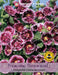 Thompson & Morgan (Uk) Ltd Gardening Hollyhock Crem de Cassis