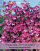 Thompson & Morgan (Uk) Ltd Gardening Penstemon Miniature Bells