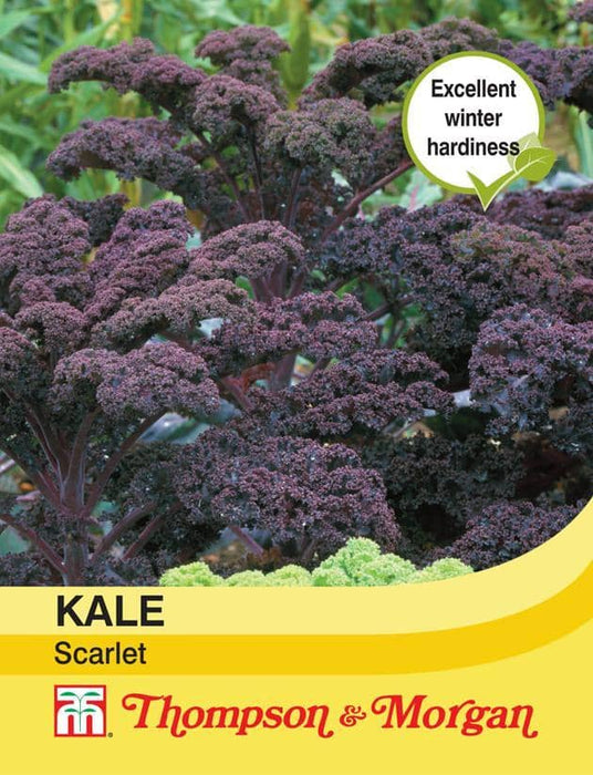 Thompson & Morgan (Uk) Ltd Gardening Kale Scarlet