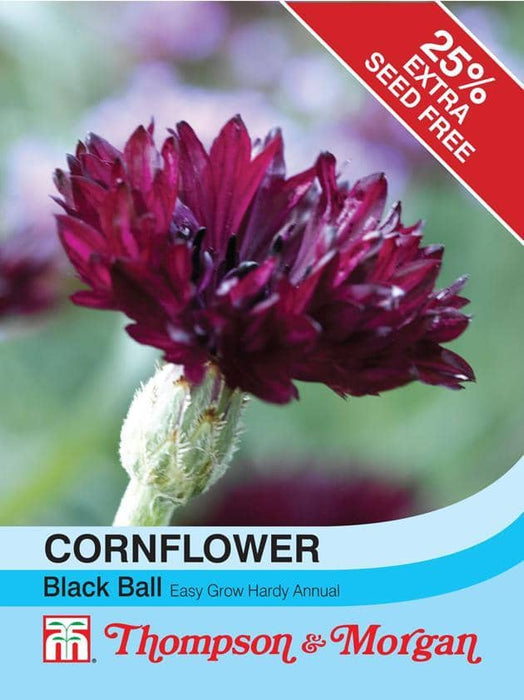 Thompson & Morgan (Uk) Ltd Gardening Cornflower Black Ball