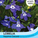 Thompson & Morgan (Uk) Ltd Gardening Lobelia (Trailing) Sapphire Cascade
