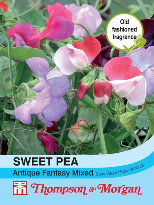 Thompson & Morgan (Uk) Ltd Gardening Sweet Pea Antique Fantasy Mixed