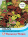 Thompson & Morgan (Uk) Ltd Gardening Coleus T&M Prize Strain Improved