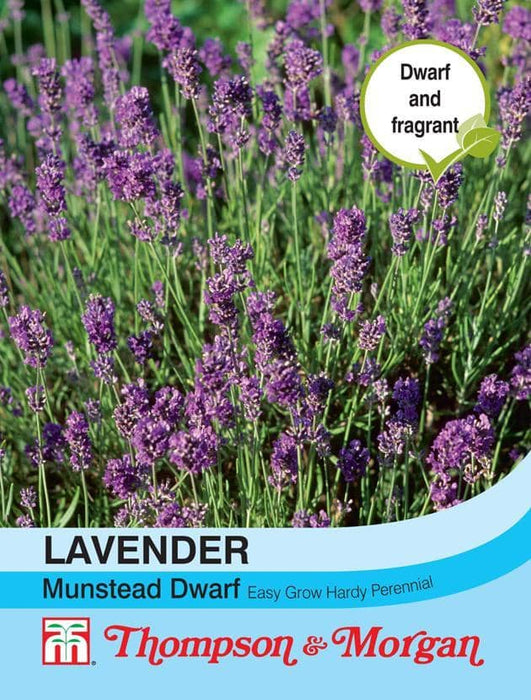 Thompson & Morgan (Uk) Ltd Gardening Lavender Munstead Dwarf