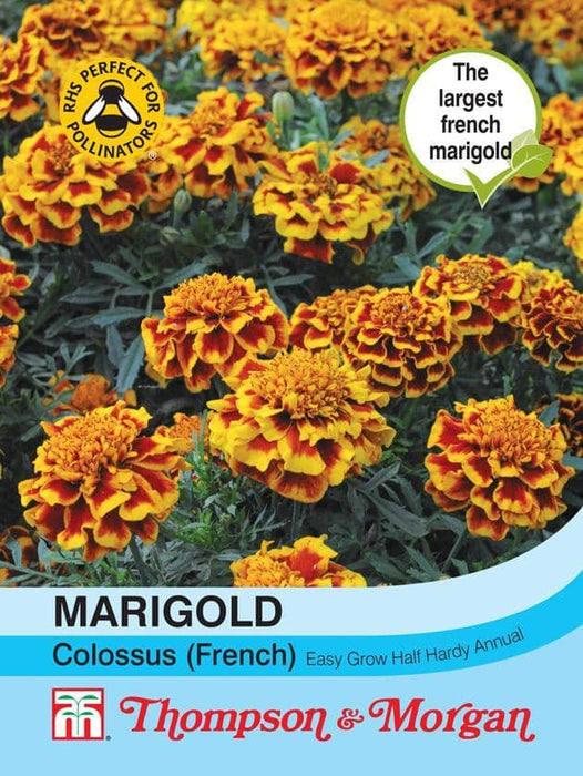 Thompson & Morgan (Uk) Ltd Gardening Marigold Colossus