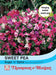 Thompson & Morgan (Uk) Ltd Gardening Sweet Pea Sugar N Spice