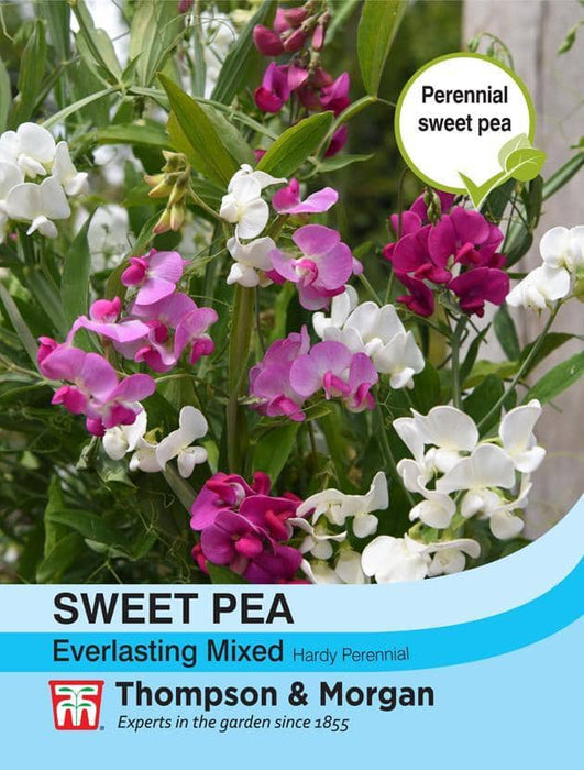 Thompson & Morgan (Uk) Ltd Gardening Sweet Pea Everlasting Mixed (Lath.)