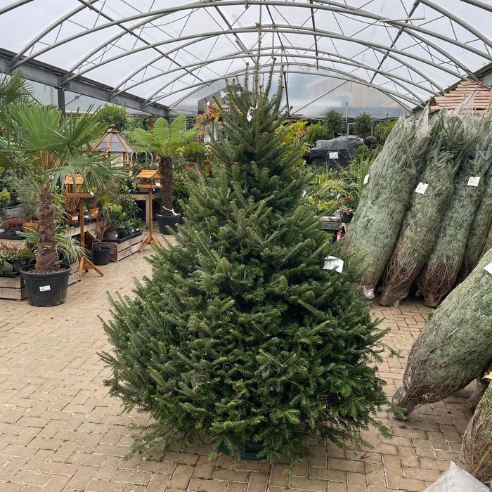 Fresh Cut Frasier Fir Christmas Tree Mid Ulster Northern Ireland 